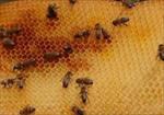 پاورپوینت-پرورش-زنبور-عسل